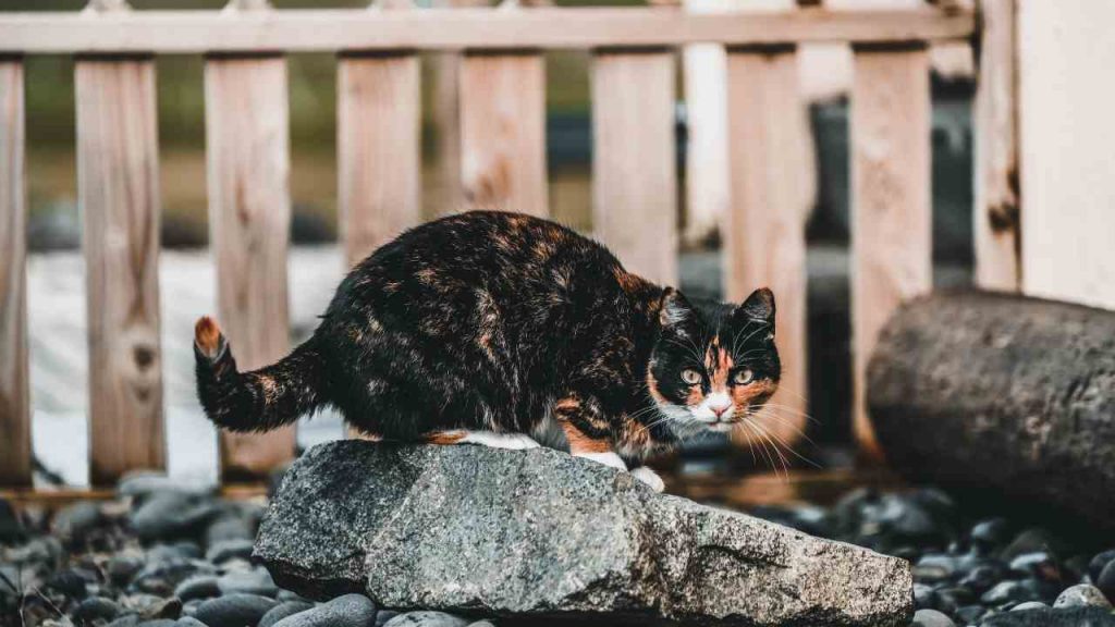 Test visivo: riesci a trovare il gatto nascosto nelle scatole? Hai solo 10 secondi | In pochi ci riescono