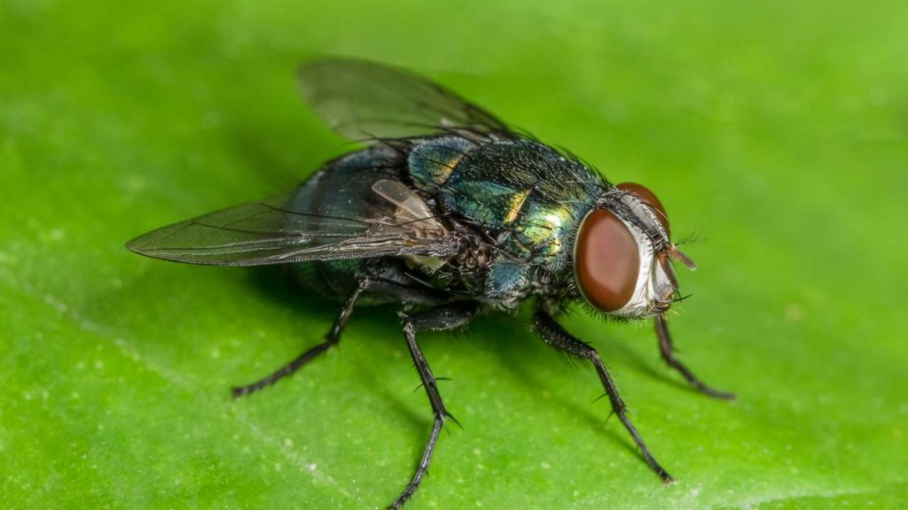 Mio cugino Riccardo mi ha spiegato come fa a scacciare le mosche da casa | Basta un vasetto e questi particolari semi che costano una miseria: addio pesticidi