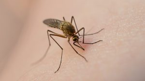 Le zanzare sono difficili da debellare - cartoonmag.it Depositphotos